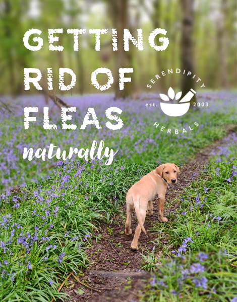 Natural Flea Control: A Case Study!